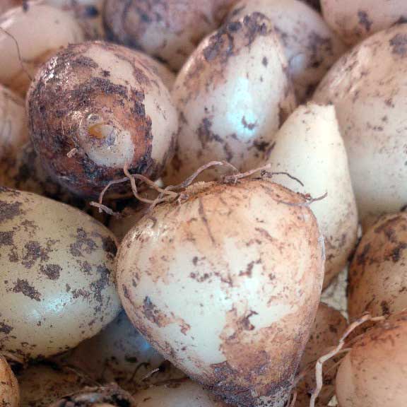 Bluebell bulbs