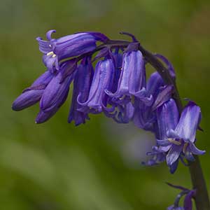 A bluebell growing in full sunshine