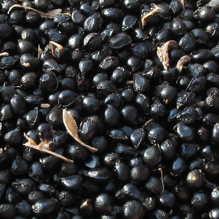 Bluebell seed