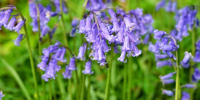 Bluebells growing in a sunny spot