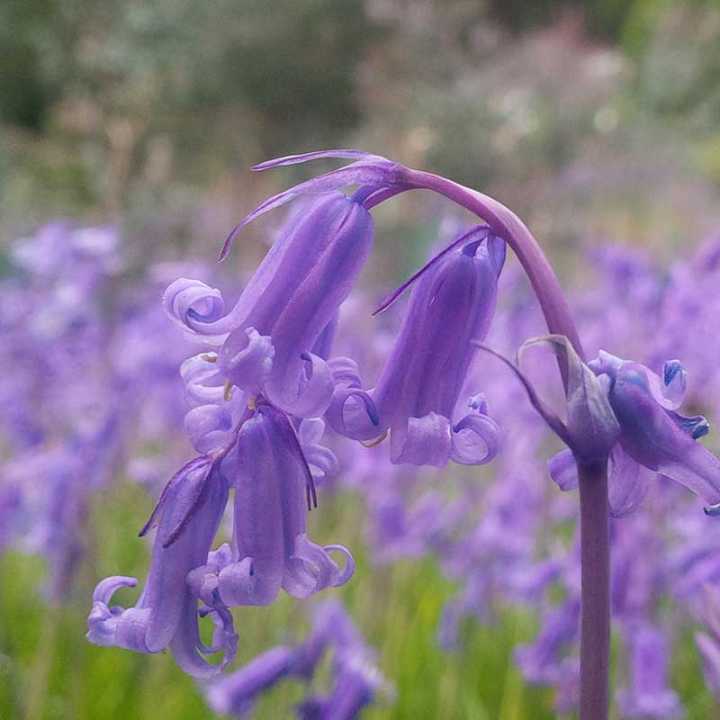 Cultivating bluebells is rewarding