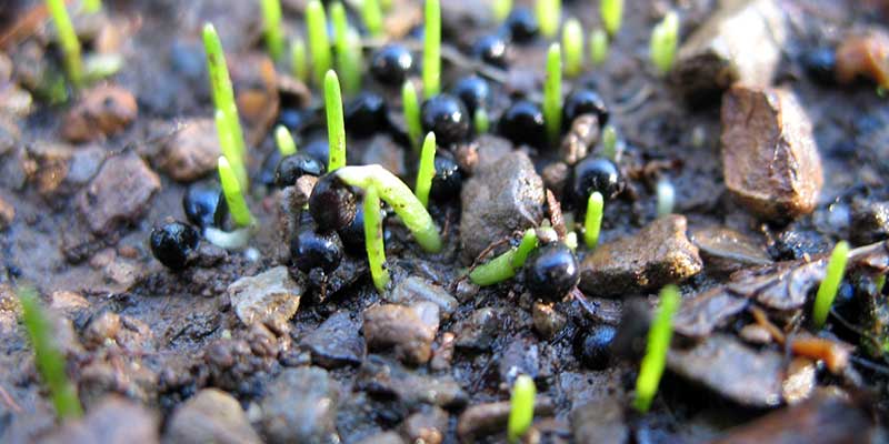 Germinating Wildwood Bluebells