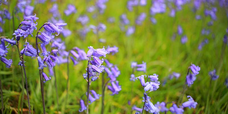 Wildwood Bluebells