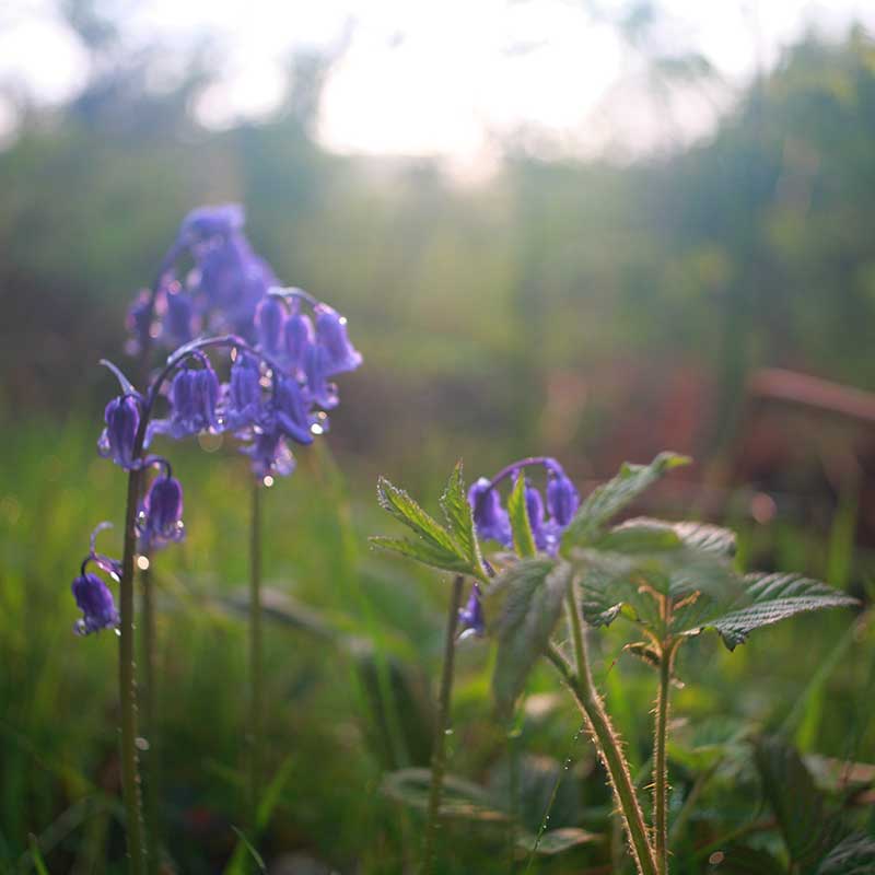 Bluebells after rain