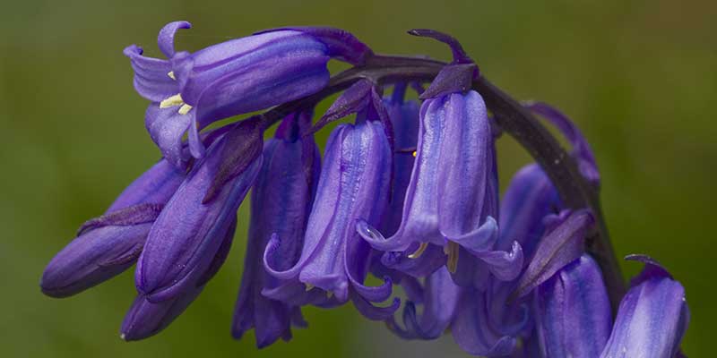 Wildwood Bluebell close-up