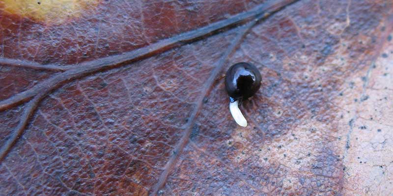 Seed is the longer route to growing bluebells