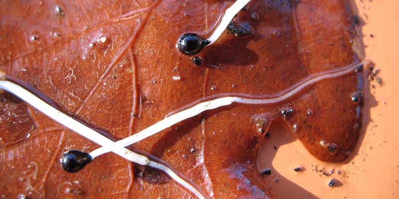 Germinating bluebell seed