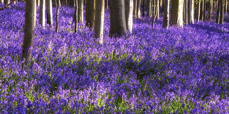 Intense blue from a very high density of Native English bluebell bulbs