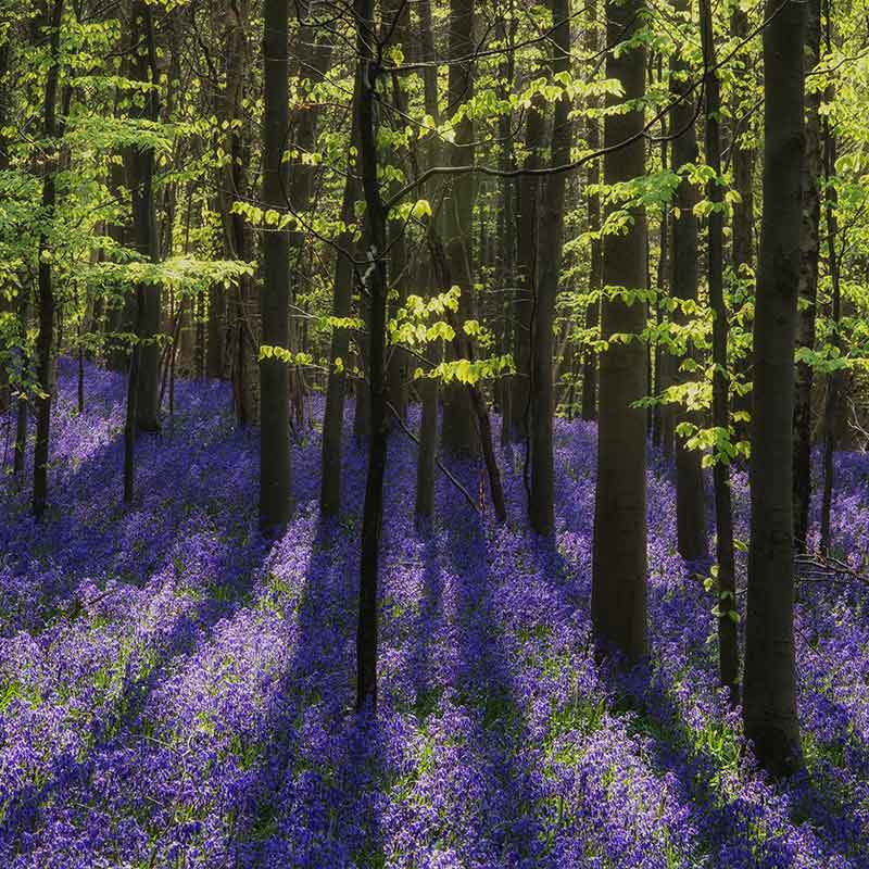 Increased density of bluebell seed sown will create a stronger blue