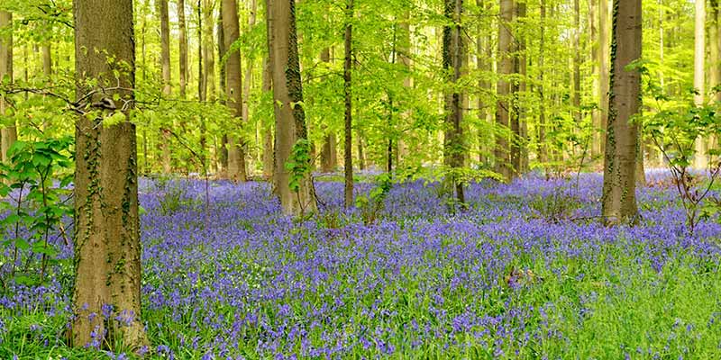 A bluebell woodland