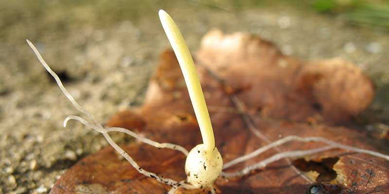 A very young developing bluebell bulb